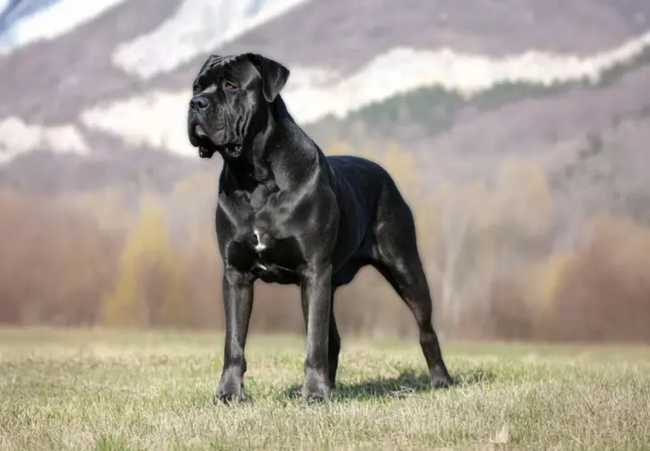 Majestuoso corso italiano negro, de pie en un prado con montañas borrosas al fondo.
