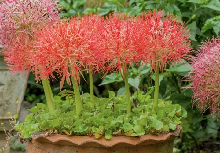 Rote, kugelförmige Blütenstände der blutblume giftig, umgeben von grünem Laub in einem Terrakotta-Topf.