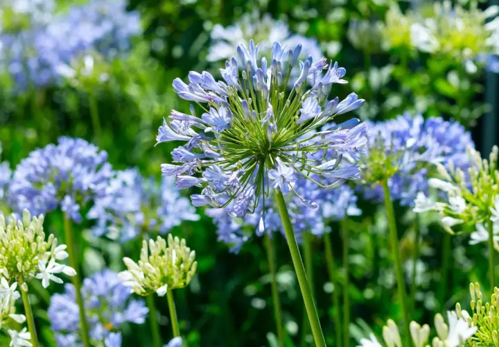 Afrikas blå lilja blommar trots att det är minusgrader. En vacker syn av blå och vita blommor i en trädgård.