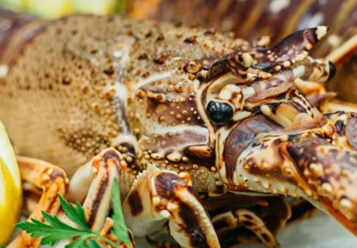 Langosta gigante con limón y perejil.