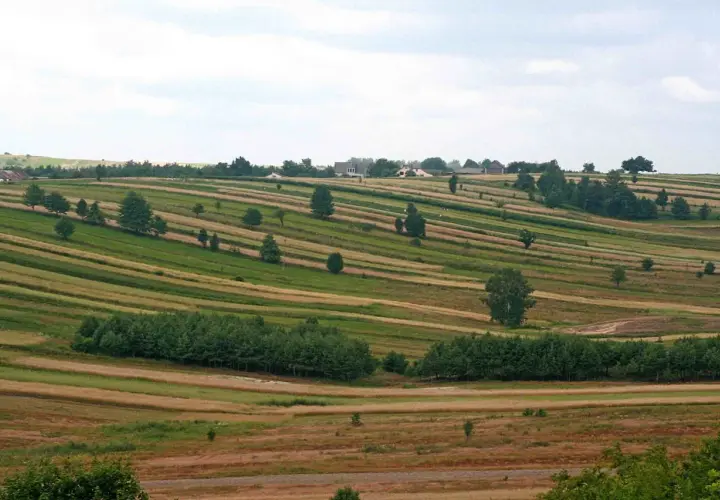 Pola uprawne na wyżynie lubelskiej tworzą barwne pasy, przeplatane drzewami i kępami zieleni.
