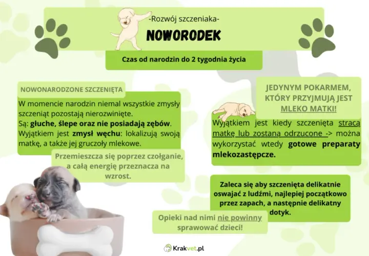 Kiedy oddzielić szczeniaka od matki? Optymalny wiek i skutki pośpiechu