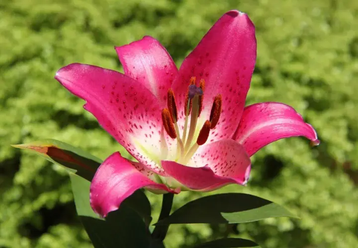 Una vibrante flor de lirio rosa con pétalos salpicados de puntos oscuros, destacando contra un fondo verde borroso.
