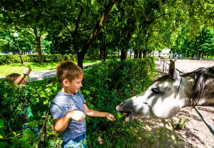 Chłopiec karmi konia trawą. Wspaniałe atrakcje dla dzieci lubelskie, gdzie można obcować ze zwierzętami.