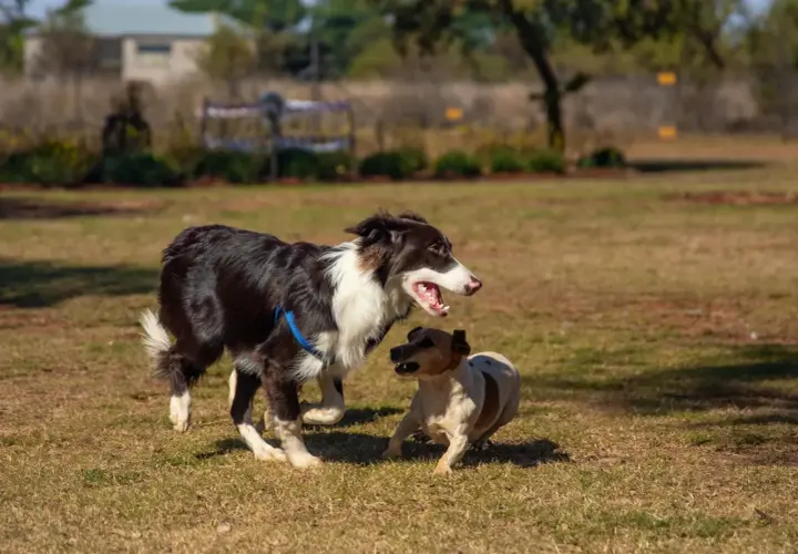Dos perros jugando en el campo. Aprende como hacer que dos perros se lleven bien con estos consejos.
