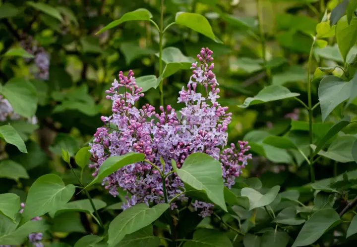 Grappes de fleurs de seringat violettes et roses, entourées de feuilles vertes. Idéal pour savoir quand tailler un seringat après la floraison.