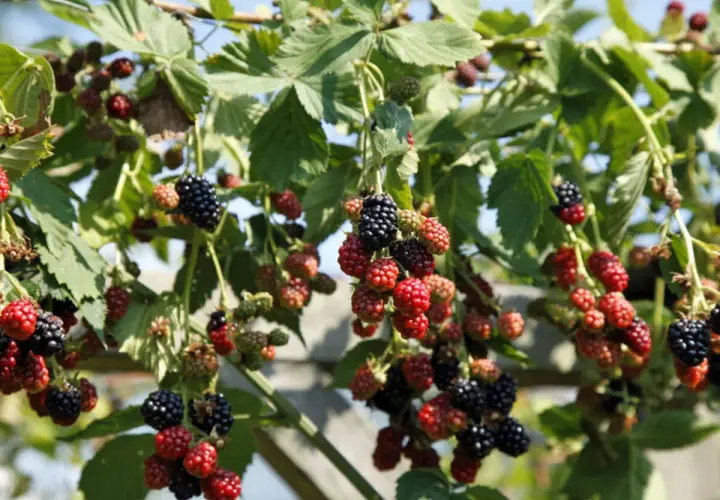 Reife und unreife Brombeeren hängen an einem Strauch. Ein schöner Anblick, der Lust auf Brombeeren pflanzen macht.