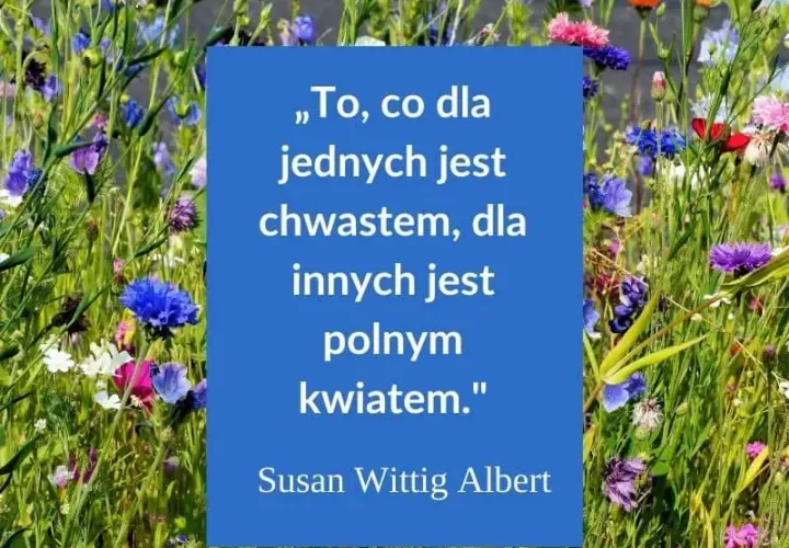 Najbardziej inspirujące cytaty i aforyzmy na miłego dnia, które poprawią humor