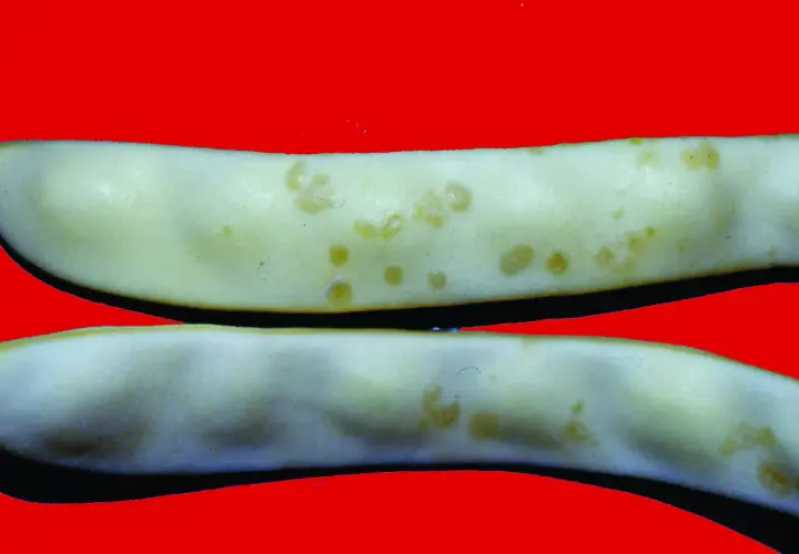 Fagiolini bianchi con macchie giallastre, indicative di malattie del fagiolo. Immagini per diagnosi.