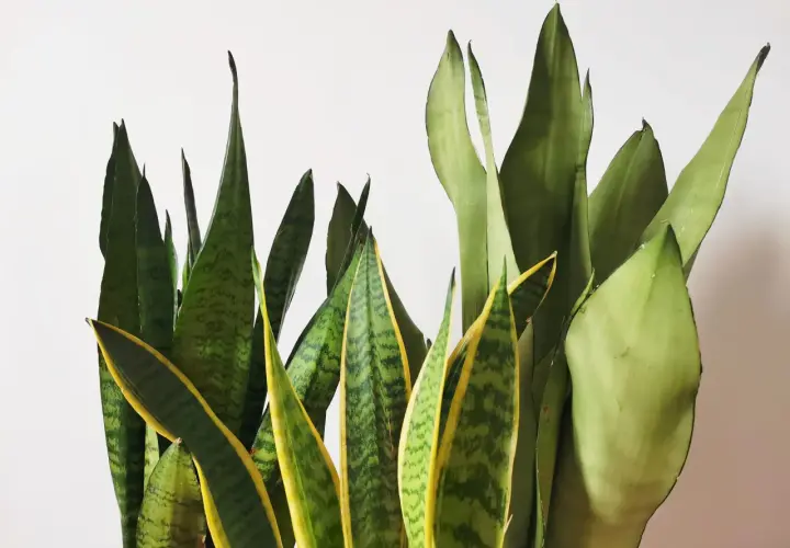 Un gruppo di piante di sanseveria con foglie verdi e gialle che si ergono verso l'alto.