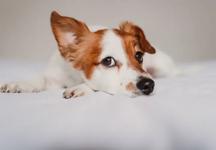 Un perro Jack Russell descansa en una cama blanca. Si te preocupa si puedo contagiar a mi perro de covid, la respuesta es que es muy poco probable.