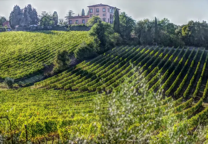 Grüne Weinberge erstrecken sich über Hügel in Bolgheri, Toskana, mit einem rosafarbenen Landhaus im Hintergrund.