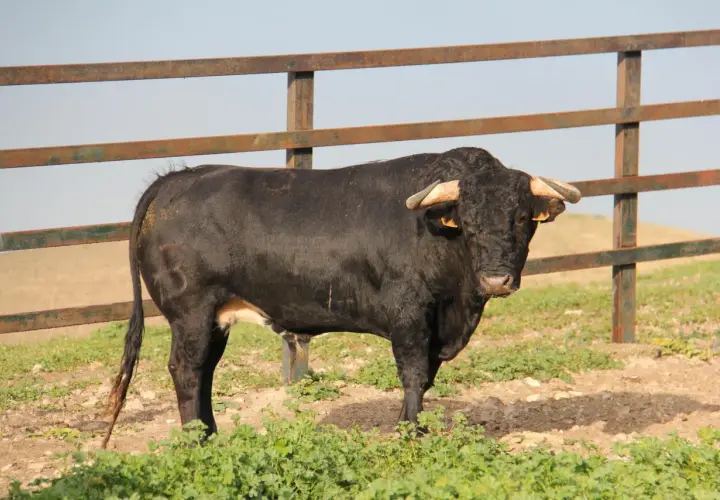 Toro negro con cuernos, símbolo de las ganaderías en Cádiz, pastando en un campo verde.
