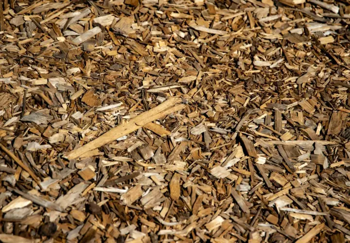 Hackschnitzel im Garten: Nachteile wie Unkrautwuchs und Feuchtigkeitsverlust sind möglich. Die braunen Holzspäne bedecken den Boden.