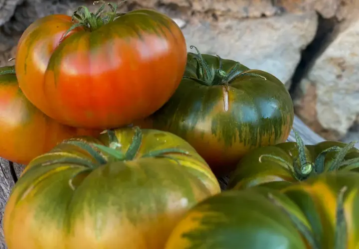 Unos tomates de aspecto delicioso, con tonos verdes y rojizos, listos para ser el mejor tomate del mundo en tu ensalada.