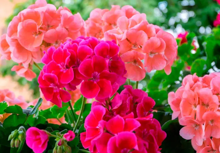Färgglada blommor av engelsk pelargon i rosa och cerise.
