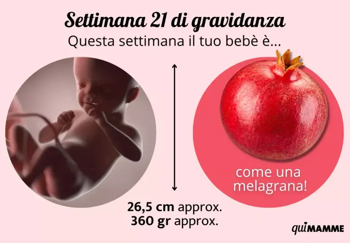 Settimana 21 di gravidanza: il tuo bebè è grande come una melagrana, 26,5 cm e 360 gr. Non sento i movimenti, ma cresce!