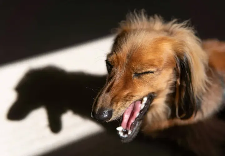 Un perro salchicha marrón bosteza con los ojos cerrados, su sombra proyectada en la pared. Parece que tiene tos de perro.