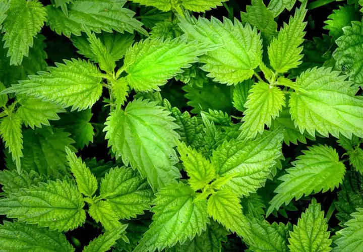 Primo piano di foglie verdi e dentellate di ortica velenosa, una pianta nota per il suo potere urticante.