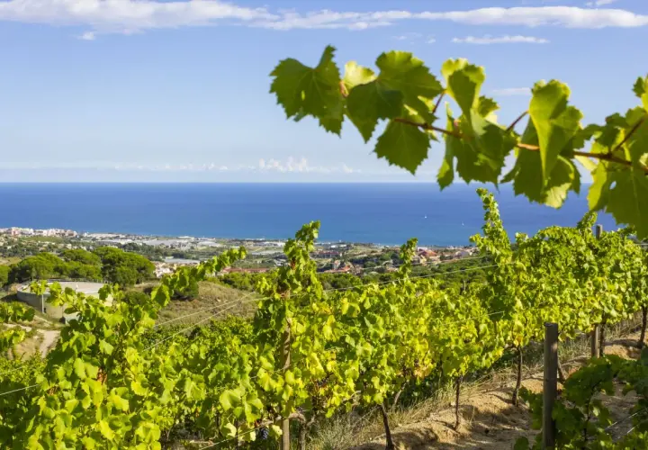 Vignoble catalan baigné de soleil, avec la mer Méditerranée en toile de fond. Des rangées de vignes verdoyantes s'étendent sur la colline.
