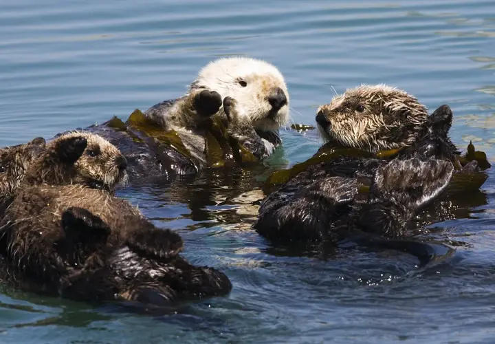 Drei Seeotter treiben auf Seetang. So leben Otter im Meer, oft in Küstennähe.