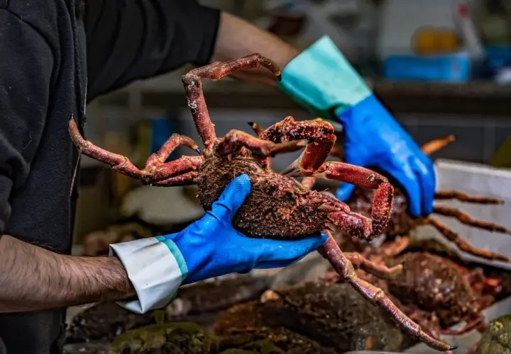 Manos enguantadas muestran un cangrejo de **pescado salvaje** recién capturado, con sus patas rojas extendidas.