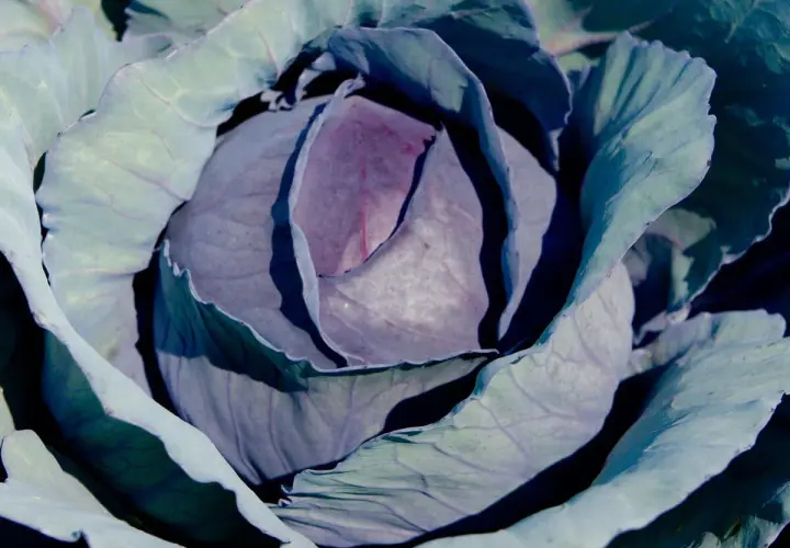 Nahaufnahme eines Rotkohls im Garten. Die Blätter sind in verschiedenen Violett- und Grüntönen gefärbt.