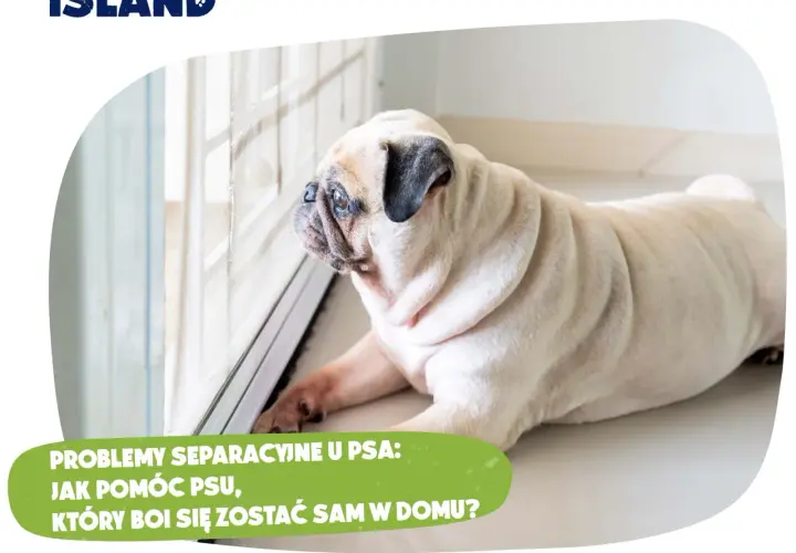 Jak nauczyć szczeniaka samotności? Uniknij lęku separacyjnego!