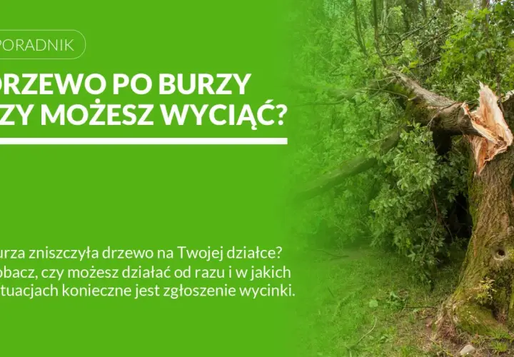 Złamane po burzy drzewo z widocznym pęknięciem pnia, otoczone zielenią.
