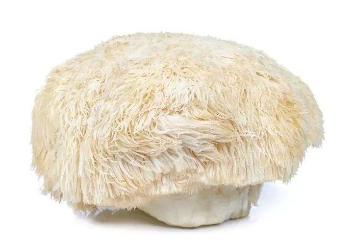 Grzyb soplówka jeżowata, znany jako lion's mane, o białej, puszystej czapie przypominającej grzywę lwa.