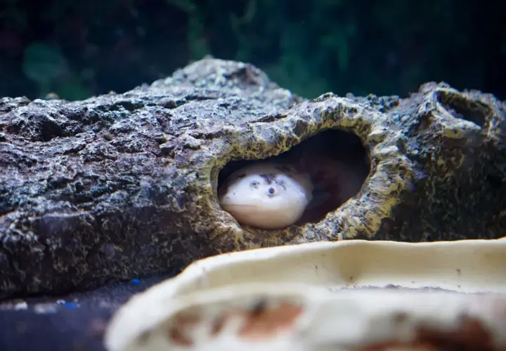 Un ajolote blanco asoma su cabeza desde un tronco hueco en su acuario.