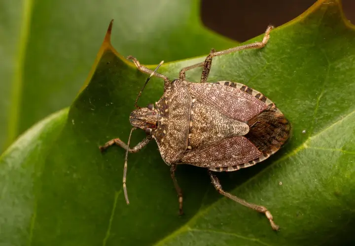 Un esemplare di uno dei tanti tipi di cimici, con il suo corpo maculato e le zampe sottili, riposa su una foglia verde.