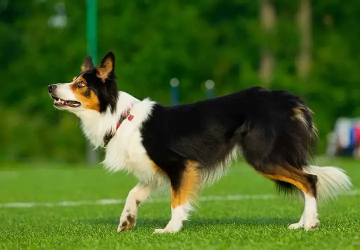 Jak wytresować border collie: skuteczne metody na posłuszeństwo