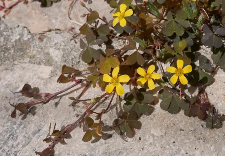 Kleine gelbe Blüten und herzförmige Blätter auf Stein. Hilft beim **Unkraut bestimmen**.