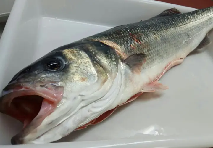 Lubina de acuicultura recién capturada, con escamas plateadas y boca abierta, lista para ser preparada.