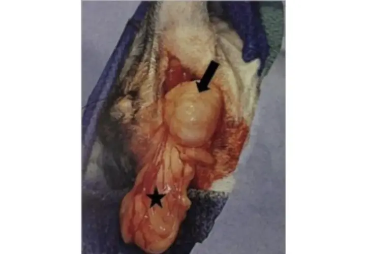 Surgical view of a perineal hernia in a dog, showing a swollen mass (arrow) and the scrotum (star).