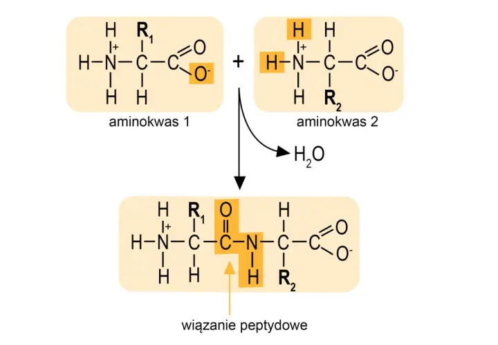 Dwa aminokwasy łączą się, tworząc wiązanie peptydowe i cząsteczkę wody.