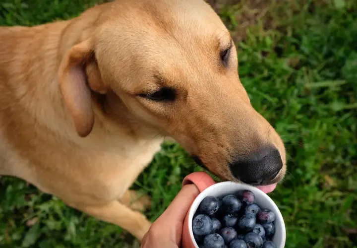 Ein brauner Hund leckt Blaubeeren aus einer Tasse.