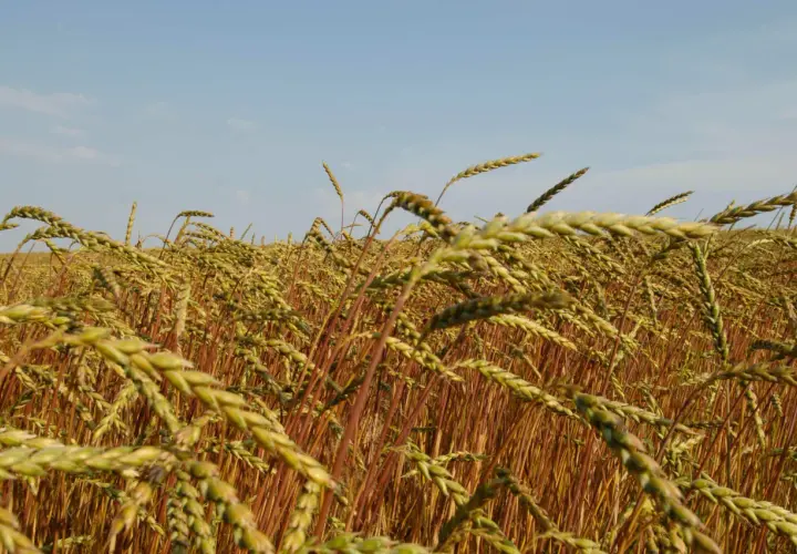 Ein Feld mit reifem Dinkel im Sonnenschein. Der Dinkelanbau verspricht eine reiche Ernte.