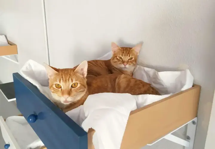 Dos gatos atigrados naranjas descansan en una cama improvisada. ¡Pura curiosidad gatuna!