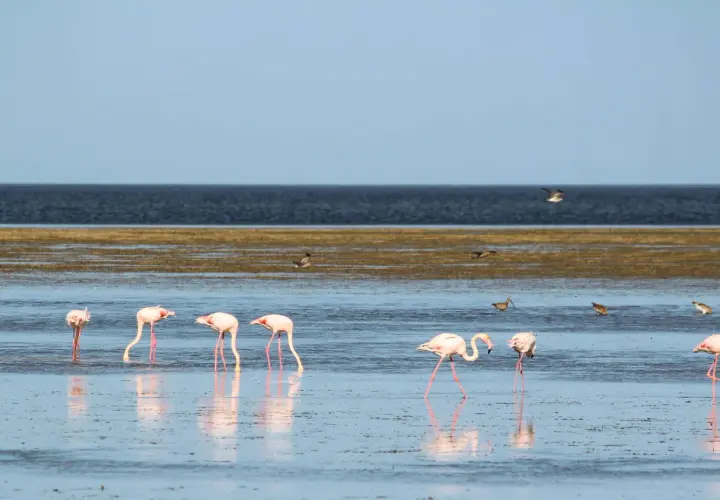 Różowe flamingi brodzą w płytkiej wodzie na wyspie Djerba, szukając pożywienia.