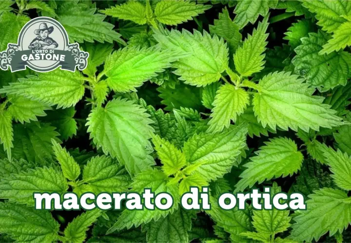 Foglie di ortica verde brillante. Testo: "macerato di ortica: controindicazioni". Logo "L'Orto di Gastone".