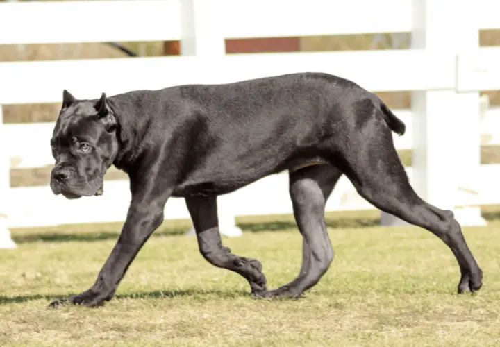 Czarny pies rasy cane corso italiano spaceruje po trawie.