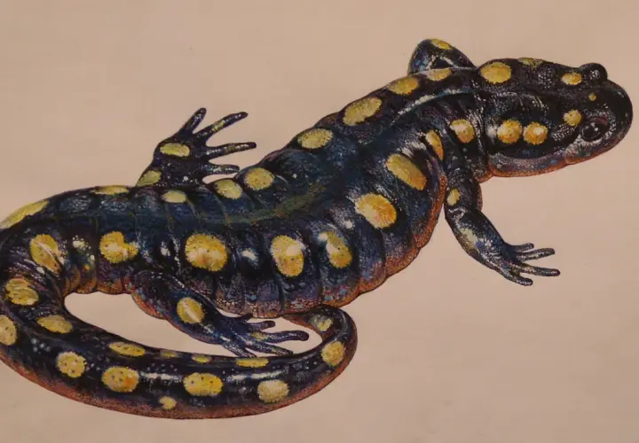 Czarna salamandra w żółte cętki, jak z obrazu, idealna na salamandra tattoo.