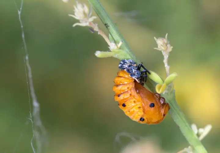 Pomarańczowe larwy biedronki z czarnymi kropkami, przyczepione do zielonej łodygi.