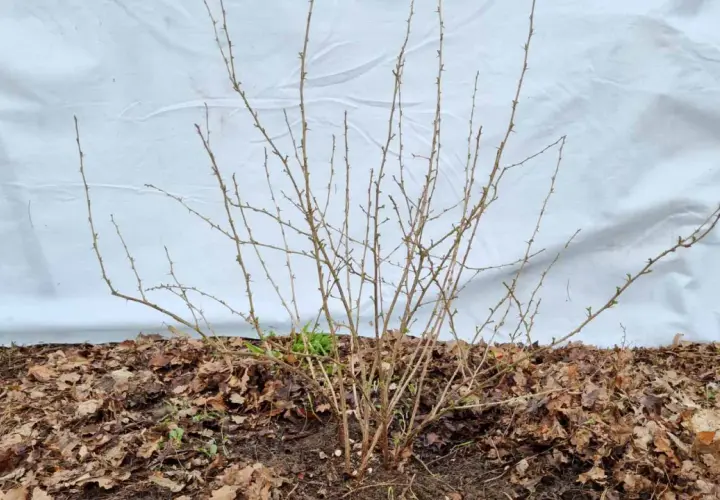 Ein stacheliger Strauch, bereit für das Stachelbeeren schneiden. Kleine Knospen zeigen den nahenden Frühling.