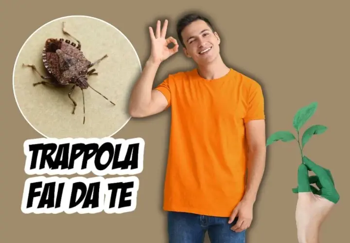 Cimice asiatica in primo piano, con testo "TRAPPOLA FAI DA TE". Uomo sorridente fa segno OK, mano verde tiene piantina.