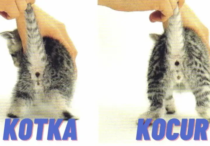 Jak odróżnić kocura od kotki? Metoda średnika i dwukropka