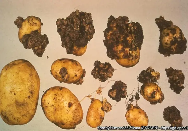 Patate con escrescenze scure e irregolari, sintomo di gravi malattie patate. Alcune sono sane, altre gravemente colpite.