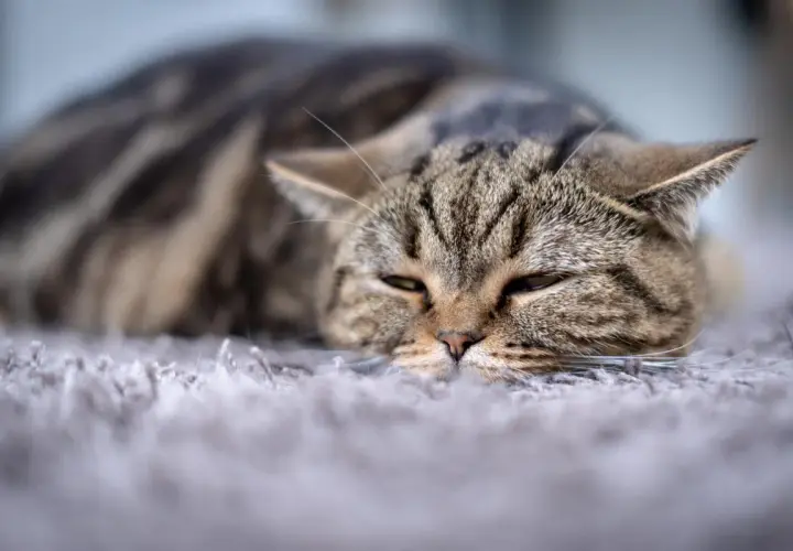 Gato atigrado descansando. La esterilización es segura, no hay razón para que una gata muera después.